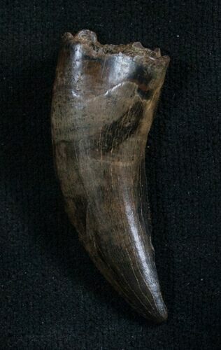 Nanotyrannus Tooth - Great Enamel #8037